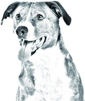 פינצ ' ר אוסטרי, מצבה סגלגלה מאריחי קרמיקה עם תמונה של כלב